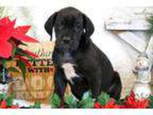 Great Dane Puppy for sale in Lancaster, PA, USA