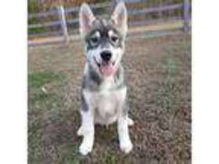 Siberian Husky Puppy for sale in De Soto, MO, USA