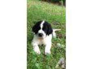 Mutt Puppy for sale in MONROE, CT, USA