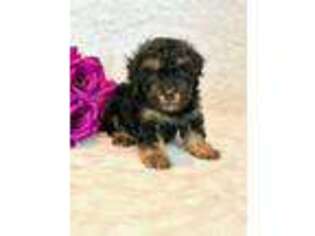 Mutt Puppy for sale in Hawarden, IA, USA