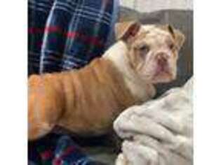 Bulldog Puppy for sale in Olathe, KS, USA