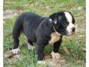 American Bulldog Puppy for sale in Jesup, GA, USA