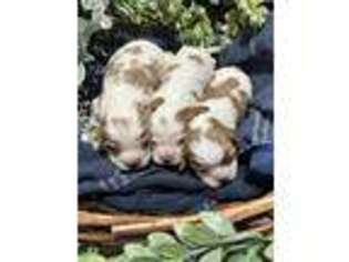 Cavalier King Charles Spaniel Puppy for sale in Mount Airy, NC, USA