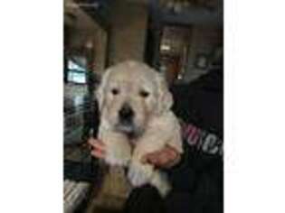 Mutt Puppy for sale in Jarrell, TX, USA