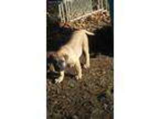 Bullmastiff Puppy for sale in Roanoke, VA, USA