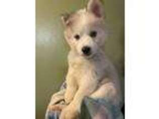 Siberian Husky Puppy for sale in Elkhart, IN, USA