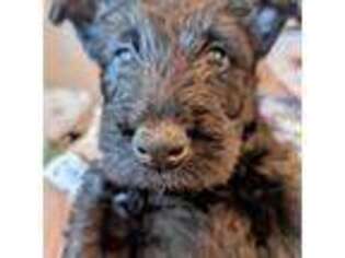 Scottish Terrier Puppy for sale in Trenton, GA, USA