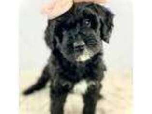 Mutt Puppy for sale in Monrovia, CA, USA