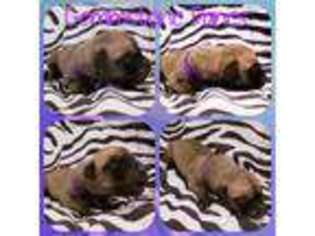 Great Dane Puppy for sale in Billings, MT, USA