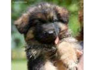 German Shepherd Dog Puppy for sale in New Philadelphia, OH, USA