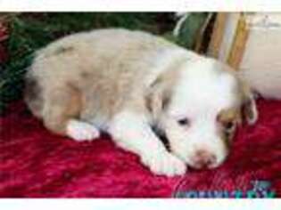Miniature Australian Shepherd Puppy for sale in Saint George, UT, USA