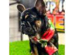 French Bulldog Puppy for sale in Arlington, TX, USA