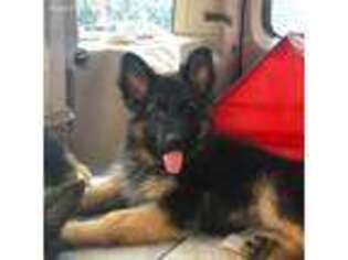 German Shepherd Dog Puppy for sale in Toms River, NJ, USA