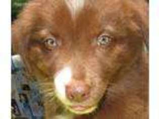 Australian Shepherd Puppy for sale in Lynchburg, VA, USA