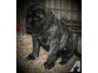 Mastiff Puppy for sale in AUSTIN, MN, USA