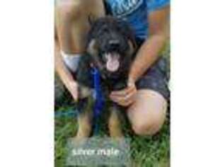 German Shepherd Dog Puppy for sale in Byhalia, MS, USA