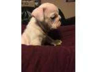 Bulldog Puppy for sale in Lignum, VA, USA