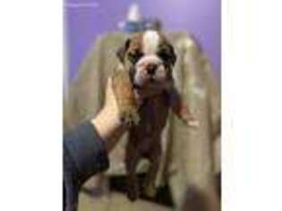 Olde English Bulldogge Puppy for sale in Quakertown, PA, USA