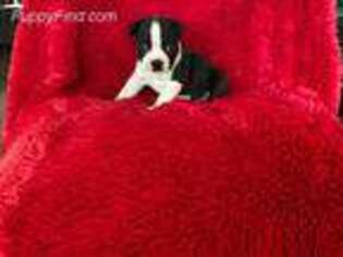 Boston Terrier Puppy for sale in Bakersfield, CA, USA