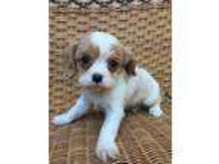 Cavalier King Charles Spaniel Puppy for sale in Philadelphia, PA, USA