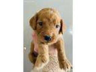 Goldendoodle Puppy for sale in Edwardsburg, MI, USA