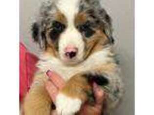 Australian Shepherd Puppy for sale in Chiefland, FL, USA
