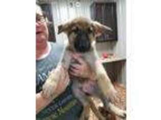German Shepherd Dog Puppy for sale in Clayton, IL, USA