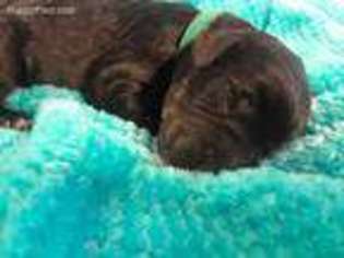 Labradoodle Puppy for sale in Stroud, OK, USA