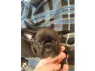Beagle Puppy for sale in Ward, AR, USA