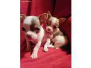 Chihuahua Puppy for sale in Mulberry, TN, USA