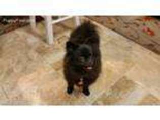 Pomeranian Puppy for sale in Beaverton, OR, USA