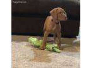 Vizsla Puppy for sale in Abilene, TX, USA