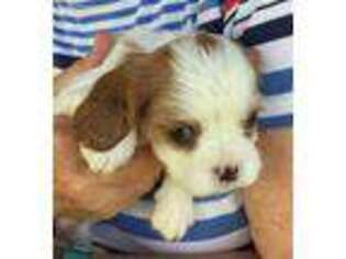 Cavalier King Charles Spaniel Puppy for sale in Fairdealing, MO, USA