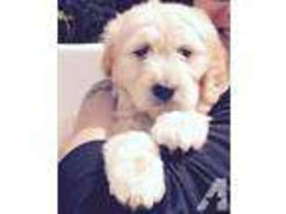 Goldendoodle Puppy for sale in GRASS VALLEY, CA, USA