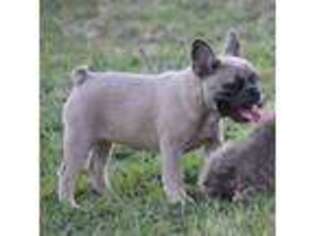 French Bulldog Puppy for sale in Cameron, TX, USA