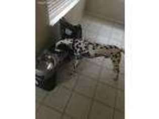 Dalmatian Puppy for sale in Killeen, TX, USA