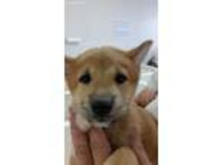 Shiba Inu Puppy for sale in Pelham, NH, USA