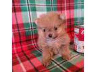 Pomeranian Puppy for sale in Archer City, TX, USA