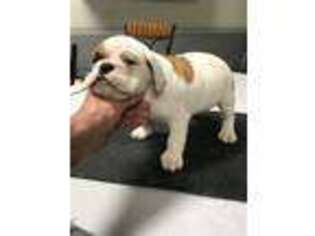 Bulldog Puppy for sale in Joliet, IL, USA