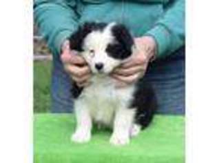 Border Collie Puppy for sale in Walkertown, NC, USA