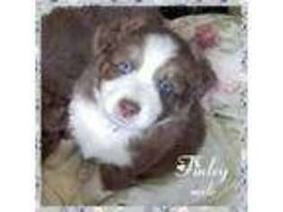 Australian Shepherd Puppy for sale in Webberville, MI, USA