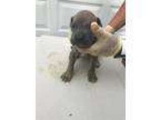 Great Dane Puppy for sale in Moulton, AL, USA