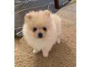 Pomeranian Puppy for sale in Fairburn, GA, USA