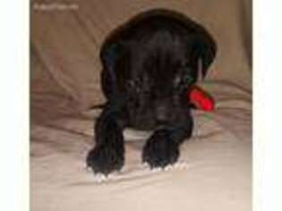 Cane Corso Puppy for sale in Jackson, MS, USA