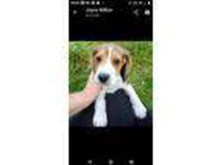 Beagle Puppy for sale in South Easton, MA, USA