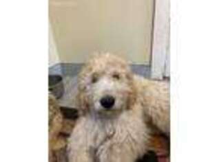Goldendoodle Puppy for sale in South Haven, MI, USA
