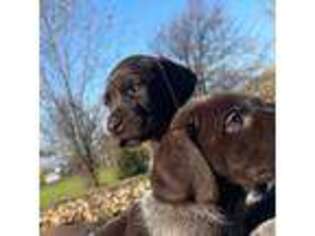 German Shorthaired Pointer Puppy for sale in Sheldon, WI, USA