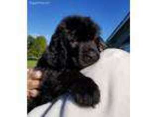 Newfoundland Puppy for sale in Jamestown, IN, USA