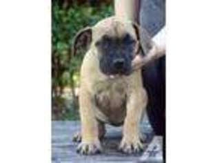 Boerboel Puppy for sale in TACOMA, WA, USA
