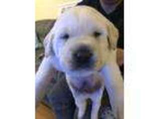 Labrador Retriever Puppy for sale in Philadelphia, PA, USA